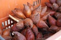 Salak or Salakka, Snake fruit - fruit of the plant family tree Palm