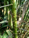 Salak tree also known Salacca zalacca and snake fruit with a natural background