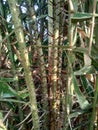 Salak tree also known Salacca zalacca and snake fruit with a natural background