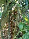 Salak tree also known Salacca zalacca and snake fruit with a natural background