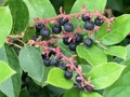 Salal Berries - Gaultheria Shallon