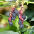 Salal Berries