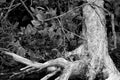 Salal bushes and the twisted roots of a dead tree in black and white Royalty Free Stock Photo