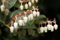 Salal Flowers Royalty Free Stock Photo