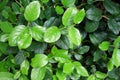 Salal - Gaultheria shallon Royalty Free Stock Photo