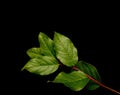 Salal leaves Royalty Free Stock Photo