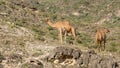 In Salalah, camels roaming freely contributes to the region's