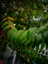 Salam koja is a plant whose leaves are used as a curry spice, so it is known as curry leaves. Royalty Free Stock Photo