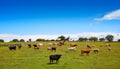 Salamanca grassland cows cattle in Dehesa Royalty Free Stock Photo