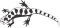 Salamander