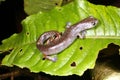 Salamander Royalty Free Stock Photo