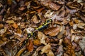 salamander above some fall foliage