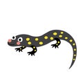 Salamander animal cartoon character vector illustration Royalty Free Stock Photo