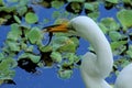 Salamander in the bill of an egret in Florida. Royalty Free Stock Photo
