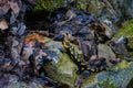 Salamander crawling on rocks and wet autumn leaves Royalty Free Stock Photo