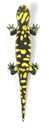 salamander Royalty Free Stock Photo