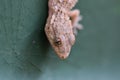 Salamander detail on green background Royalty Free Stock Photo