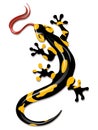 Salamander Royalty Free Stock Photo