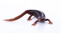 Salamander Himalayan Newt on white background and Living On th Royalty Free Stock Photo