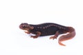 Salamander Himalayan Newt on white background and Living On th Royalty Free Stock Photo