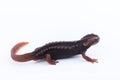 Salamander Himalayan Newt on white background and Living On th Royalty Free Stock Photo
