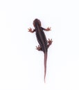 Salamander Himalayan Newt on white background and Living On th Royalty Free Stock Photo