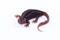 Salamander Himalayan Newt on white background and Living On th Royalty Free Stock Photo