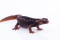 Salamander Himalayan Newt on white background and Living On th Royalty Free Stock Photo