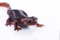 Salamander (Himalayan Newt) on white background and Living On th Royalty Free Stock Photo