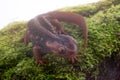 Salamander (Himalayan Newt) on white background and Living On th Royalty Free Stock Photo