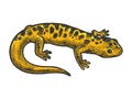 Salamander lizard animal sketch vector