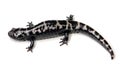Salamander Royalty Free Stock Photo