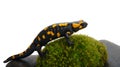 Salamander on a moss