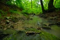 Salamander in nature forest habitat with river. Gorgeous Fire Salamander, Salamandra salamandra, spotted amphibian on the grey Royalty Free Stock Photo