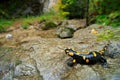 Salamander in nature forest habitat with river. Gorgeous Fire Salamander, Salamandra salamandra, spotted amphibian on the grey sto Royalty Free Stock Photo