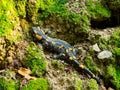 Salamander in the nature