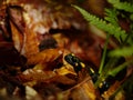 Salamander peeks out of leaves