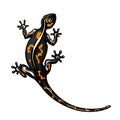 Salamander is a stylized lizard. Reptile silhouette. Vector illustration of scaly lizards. Lizard logo. Totem design