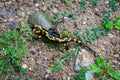 Salamander in Suche Mountains (Poland) Royalty Free Stock Photo