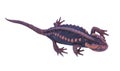 Salamander (Tylototriton verrucosus) isolate Royalty Free Stock Photo