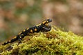 Salamandra Salamandra on moss