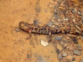 Salamandra salamandra, spotted salamander Royalty Free Stock Photo