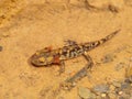 Salamandra salamandra, spotted salamander Royalty Free Stock Photo