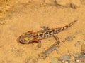 Salamandra salamandra, spotted salamander Royalty Free Stock Photo