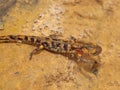 Salamandra salamandra, spotted salamander Royalty Free Stock Photo