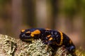 Salamandra is sprinkled by spring rain