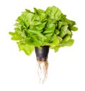 Salanova Green, living salad, front view Royalty Free Stock Photo