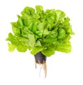 Salanova Green, living salad over white Royalty Free Stock Photo