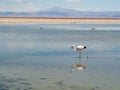 Salar de Atacama Laguna Chaxa