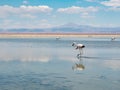 Salar de Atacama Laguna Chaxa